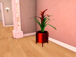 FINDS Bromeliad in Pot